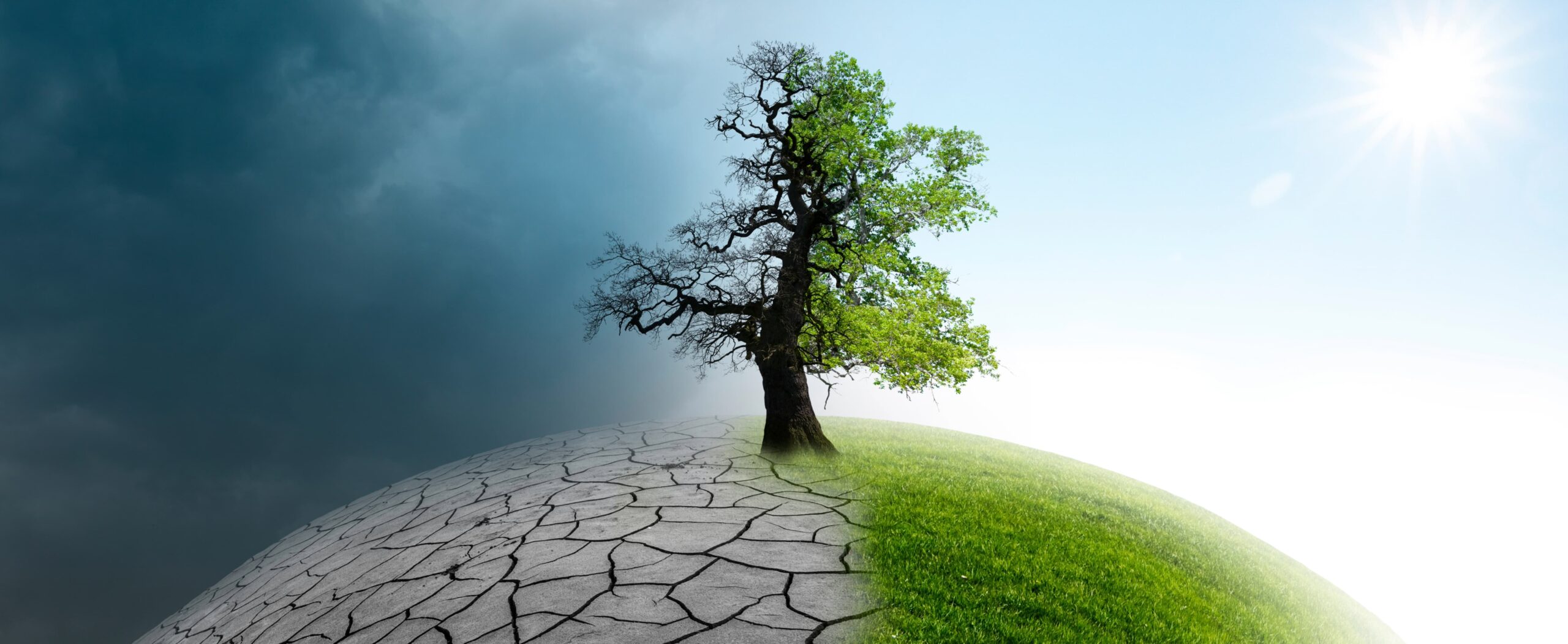 Neem vs. Chemical Farming: Which is Better for Long-Term Yield?