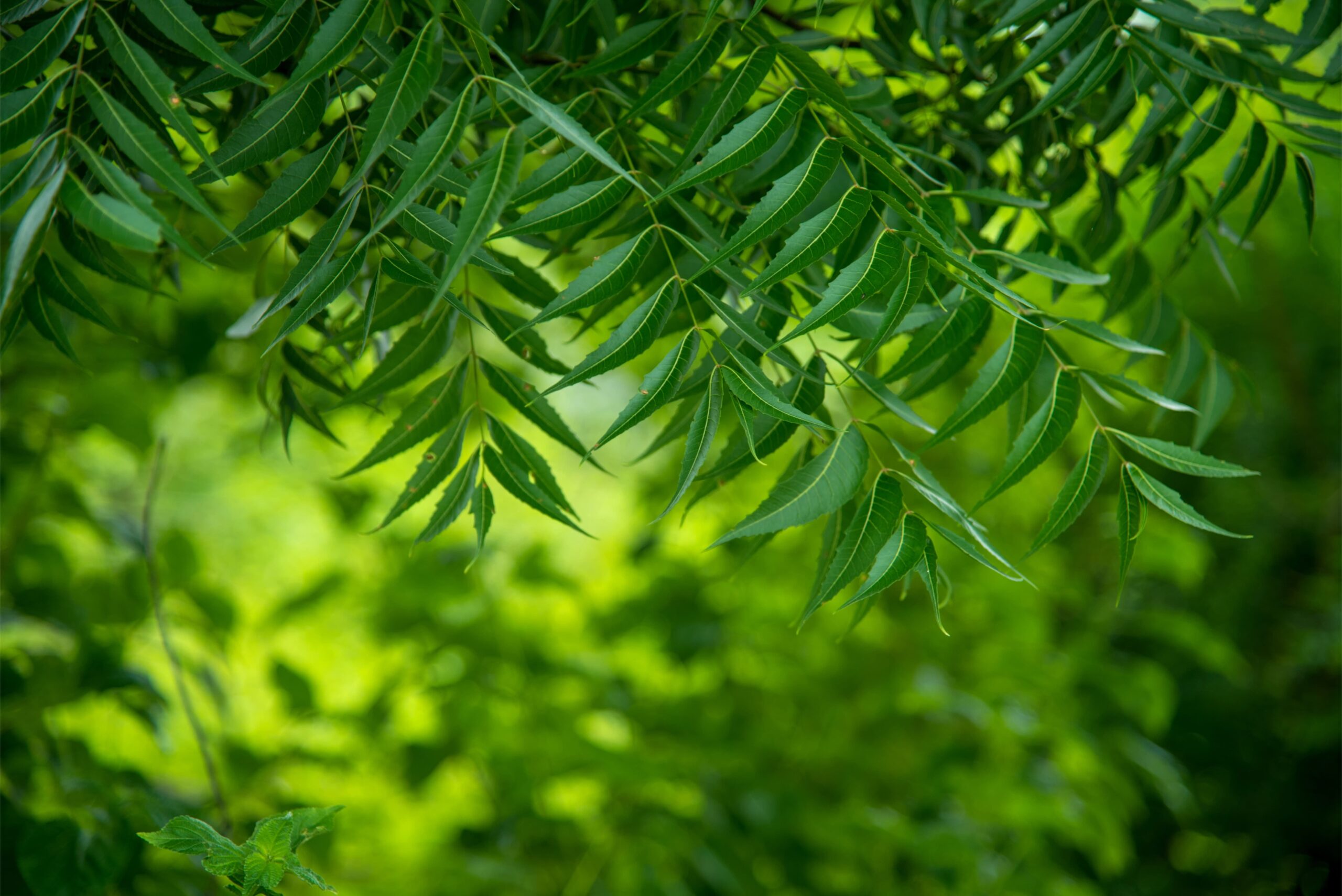 The Impact of Neem on Organic Farming Certification: A Game-Changer for Sustainable Agriculture
