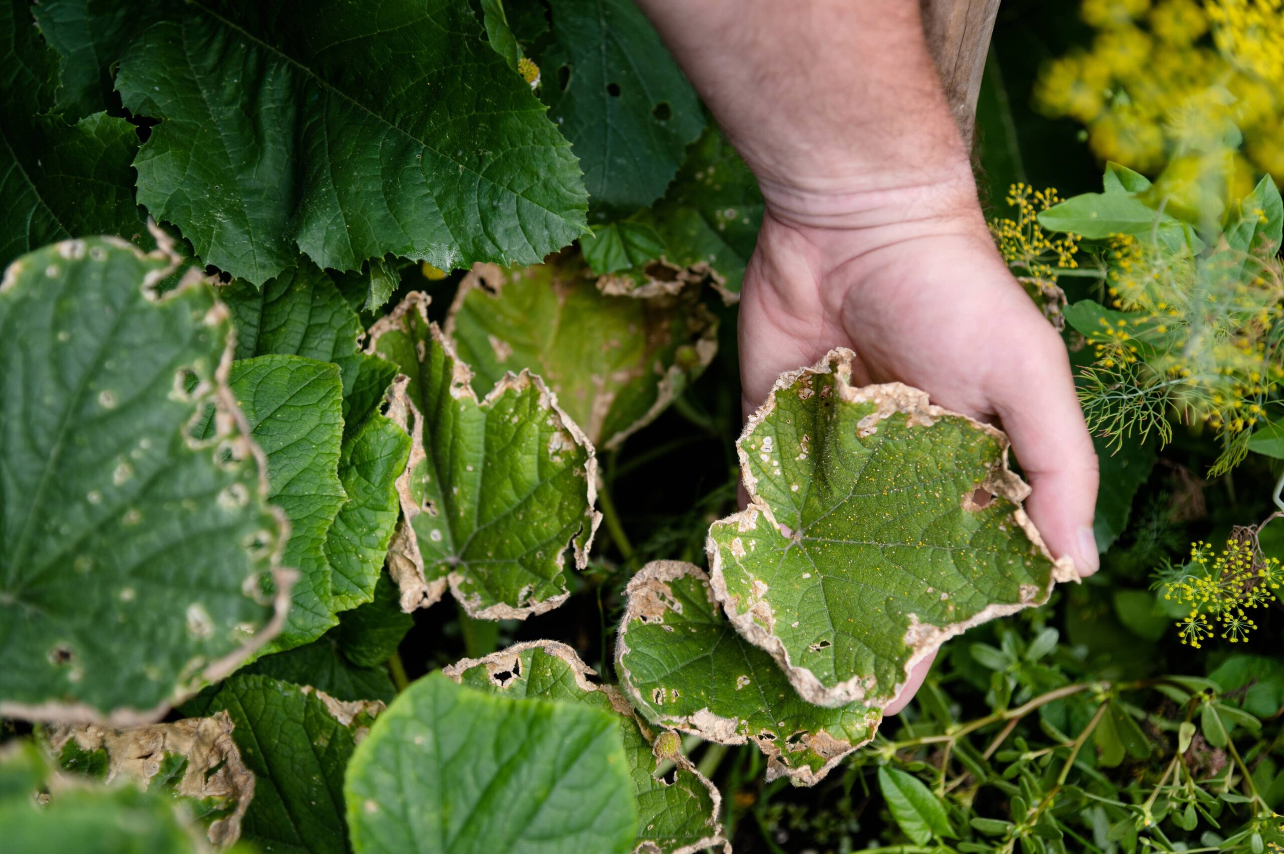 How Neem-Based Pesticides Help in Sustainable Weed Control